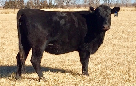 226 Angus Cows  Scott Cattle