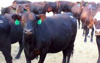 Scott Cattle, Bowie Texas - Scott Cattle, Bowie Texas