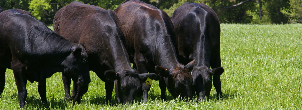 Scott Cattle, Bowie Texas - Scott Cattle, Bowie Texas